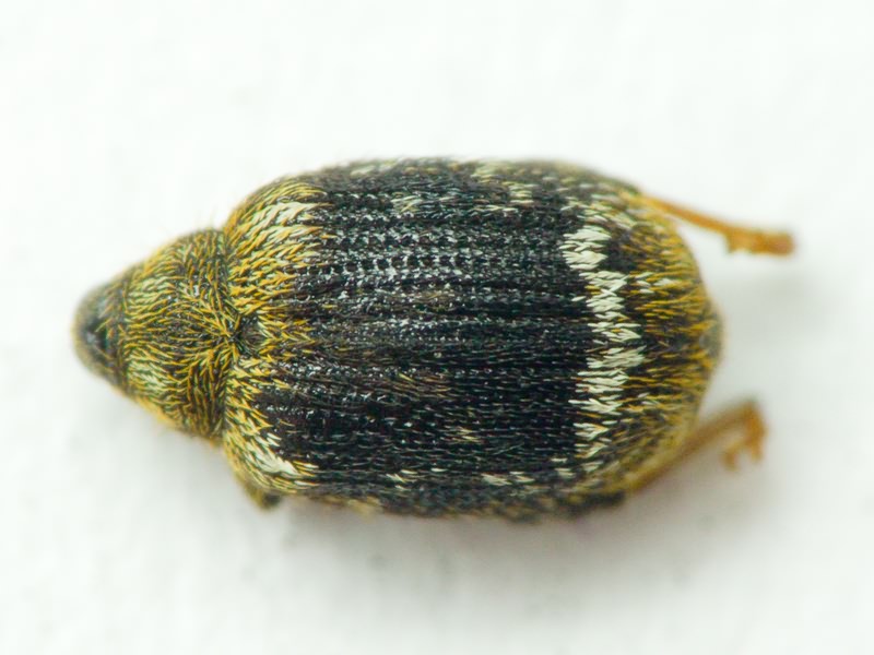 Orchestes hortorum (Fabricius, 1792)